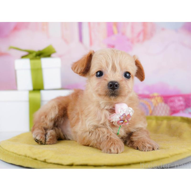 販売中の神奈川県のチワプー:チワワ×トイプードル-453015の10枚目