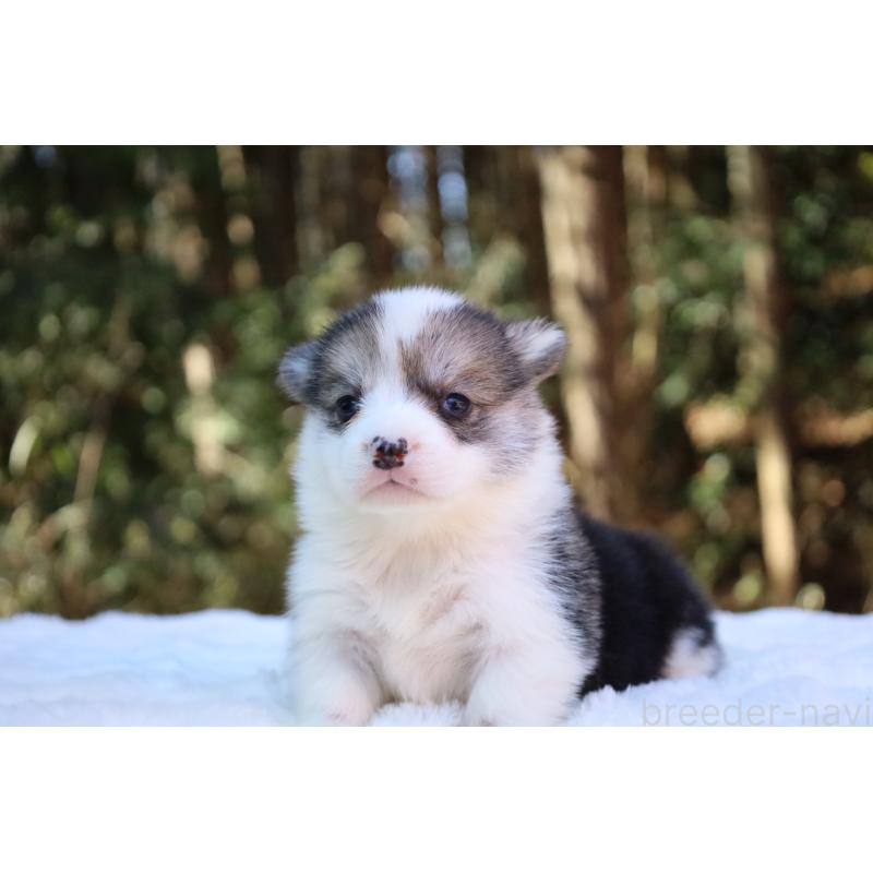 販売中の栃木県のウェルシュコーギーペンブローク-453018の15枚目