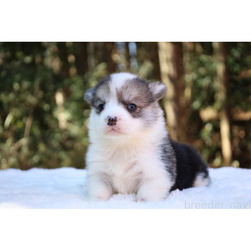 販売中の栃木県のウェルシュコーギーペンブローク-453018の14枚目