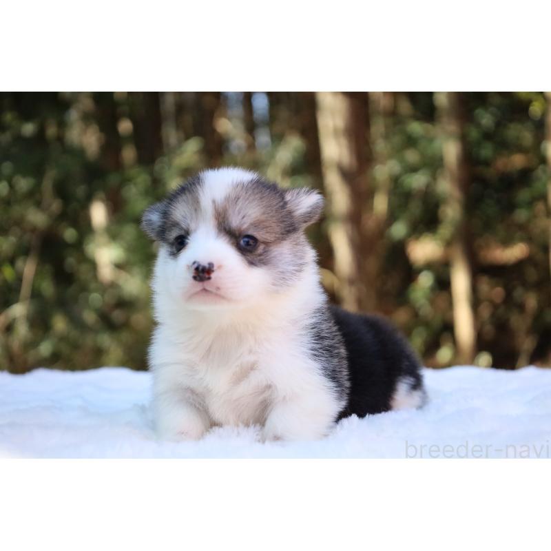 販売中の栃木県のウェルシュコーギーペンブローク-453018の13枚目