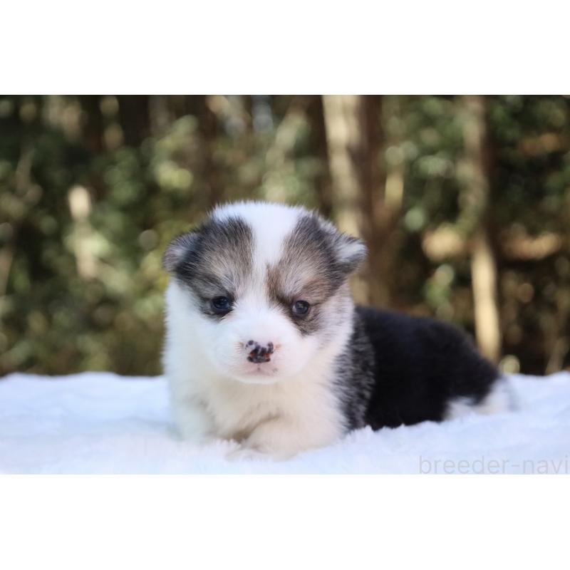 販売中の栃木県のウェルシュコーギーペンブローク-453018の12枚目