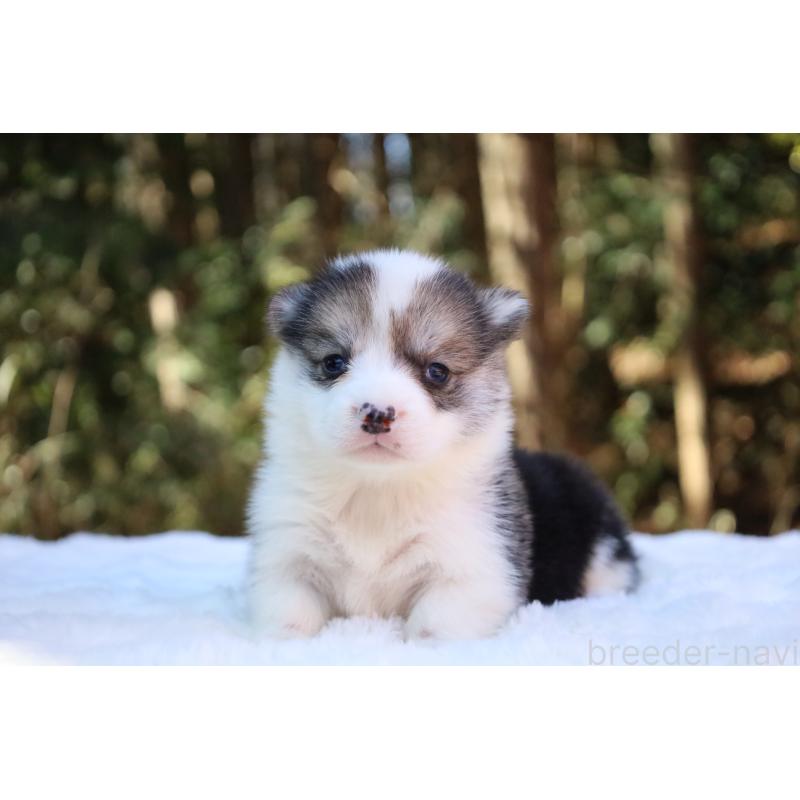 販売中の栃木県のウェルシュコーギーペンブローク-453018の10枚目