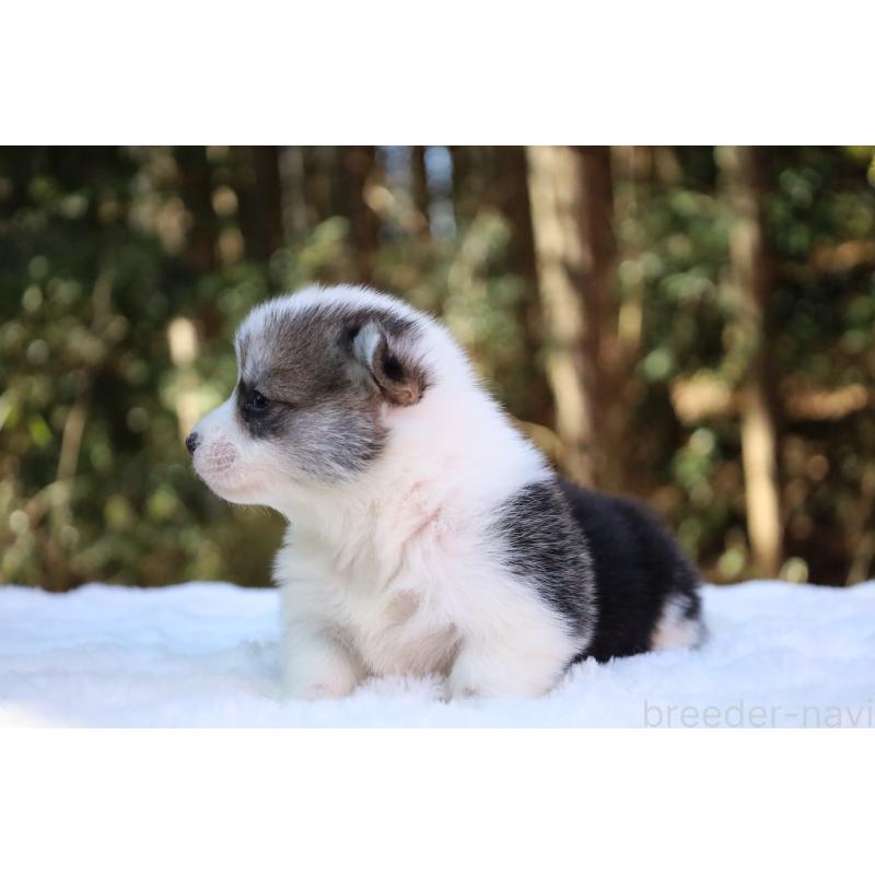 販売中の栃木県のウェルシュコーギーペンブローク-453018の9枚目