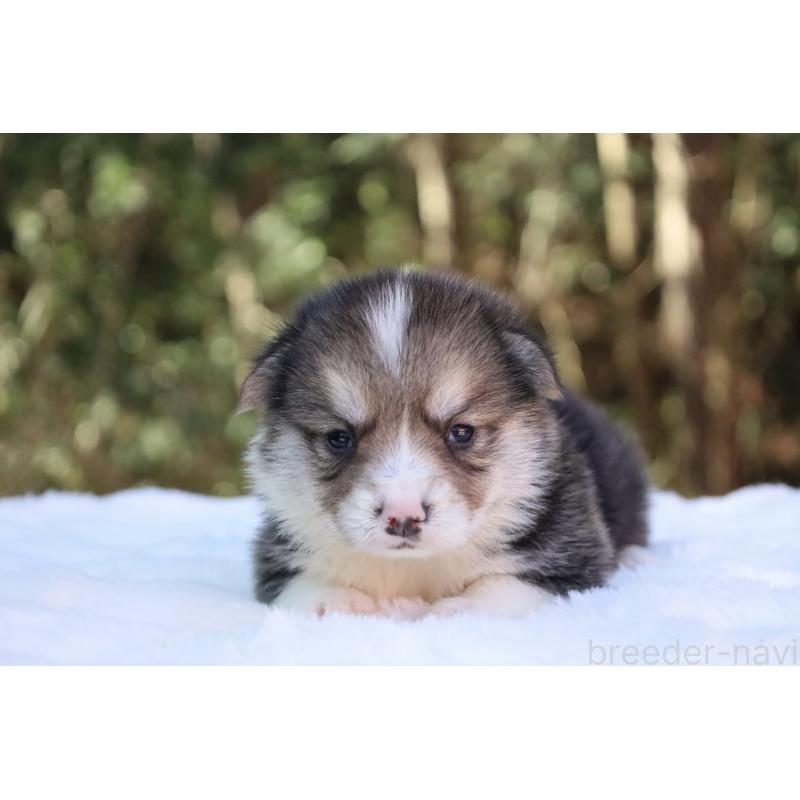 販売中の栃木県のウェルシュコーギーペンブローク-453016の13枚目