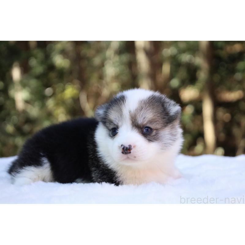 販売中の栃木県のウェルシュコーギーペンブローク-453018の8枚目