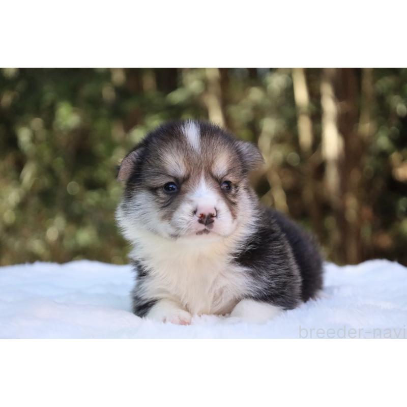 販売中の栃木県のウェルシュコーギーペンブローク-453016の12枚目