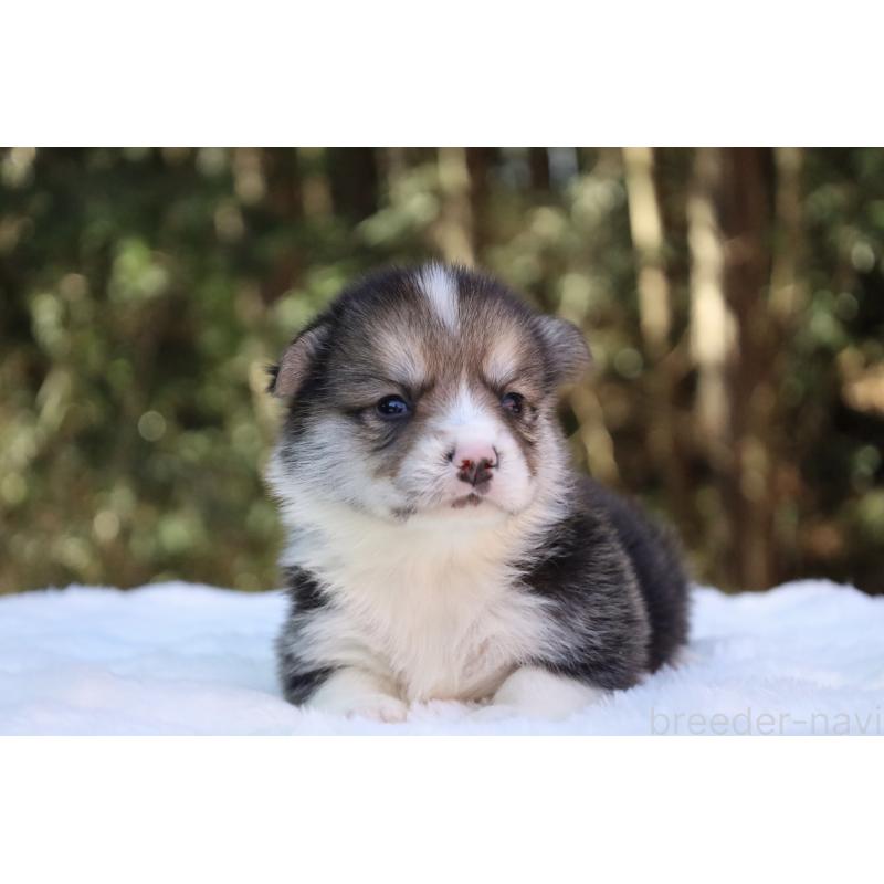 販売中の栃木県のウェルシュコーギーペンブローク-453016の11枚目