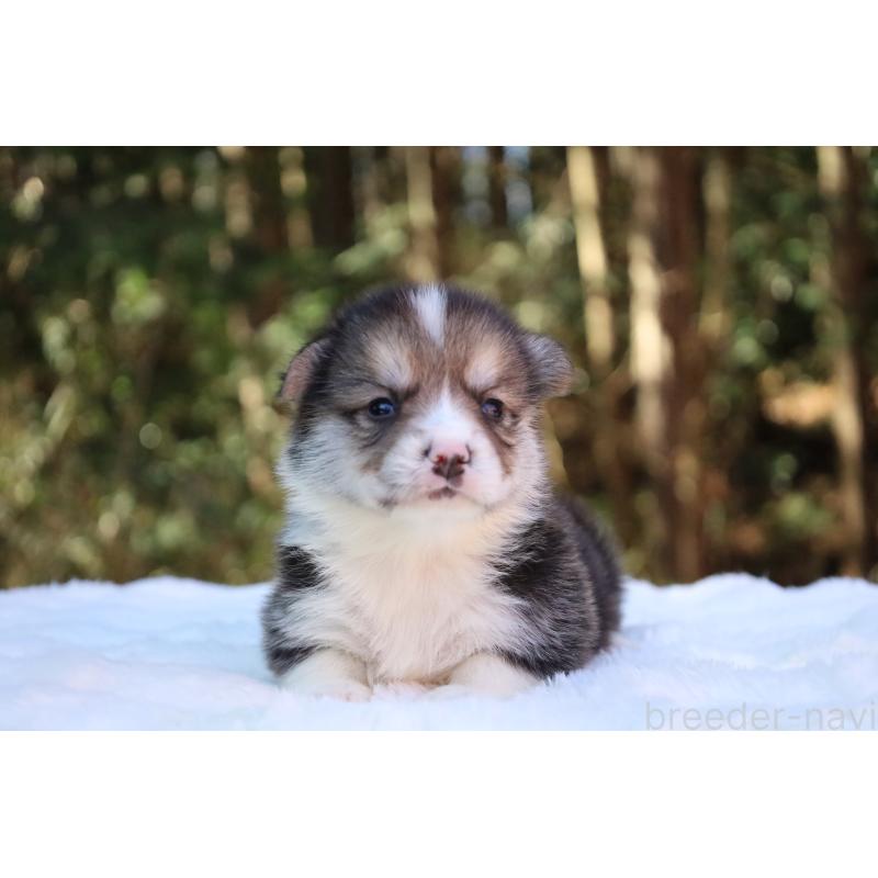 販売中の栃木県のウェルシュコーギーペンブローク-453016の10枚目