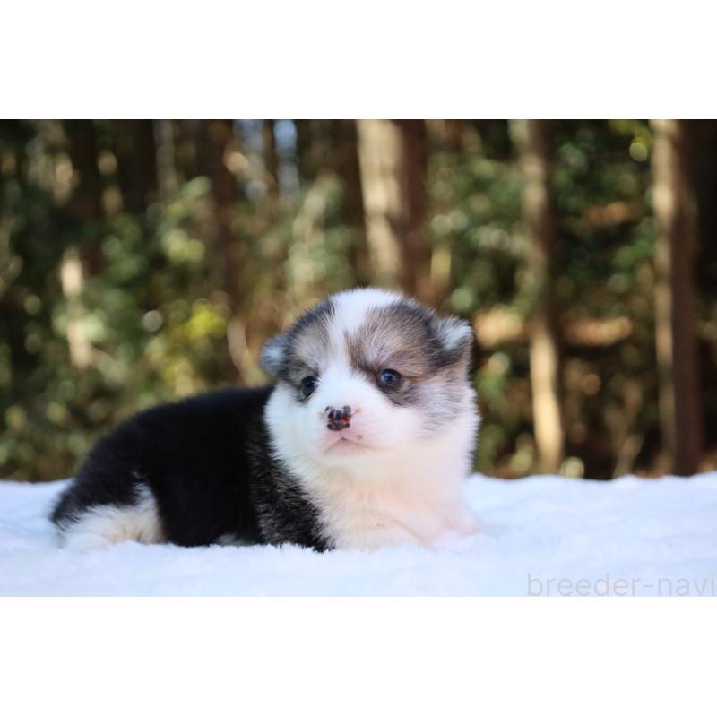 販売中の栃木県のウェルシュコーギーペンブローク-453018の7枚目