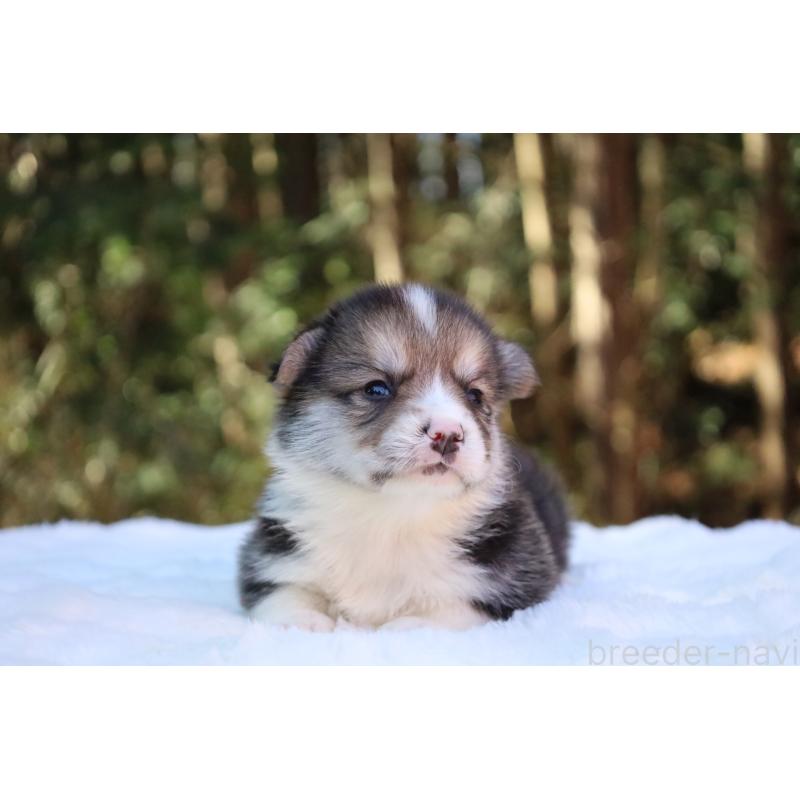 販売中の栃木県のウェルシュコーギーペンブローク-453016の9枚目