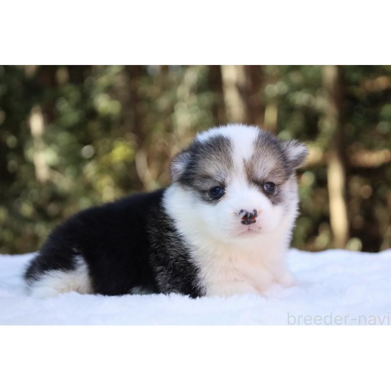 販売中の栃木県のウェルシュコーギーペンブローク-453018の6枚目