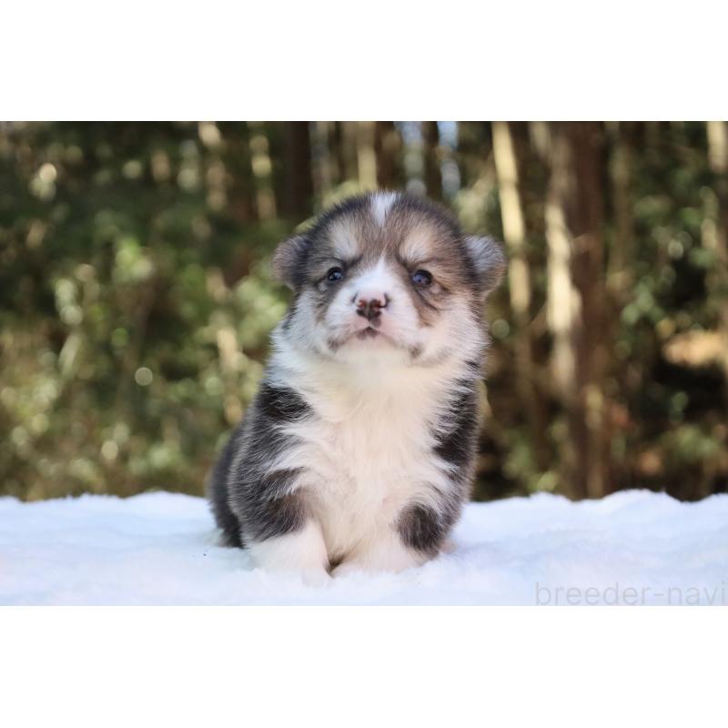 販売中の栃木県のウェルシュコーギーペンブローク-453016の8枚目