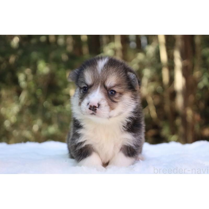 販売中の栃木県のウェルシュコーギーペンブローク-453016の7枚目