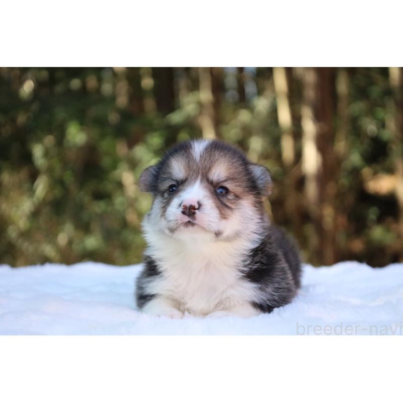 販売中の栃木県のウェルシュコーギーペンブローク-453016の6枚目