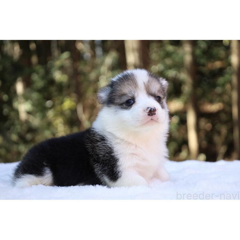 販売中の栃木県のウェルシュコーギーペンブローク-453018の5枚目