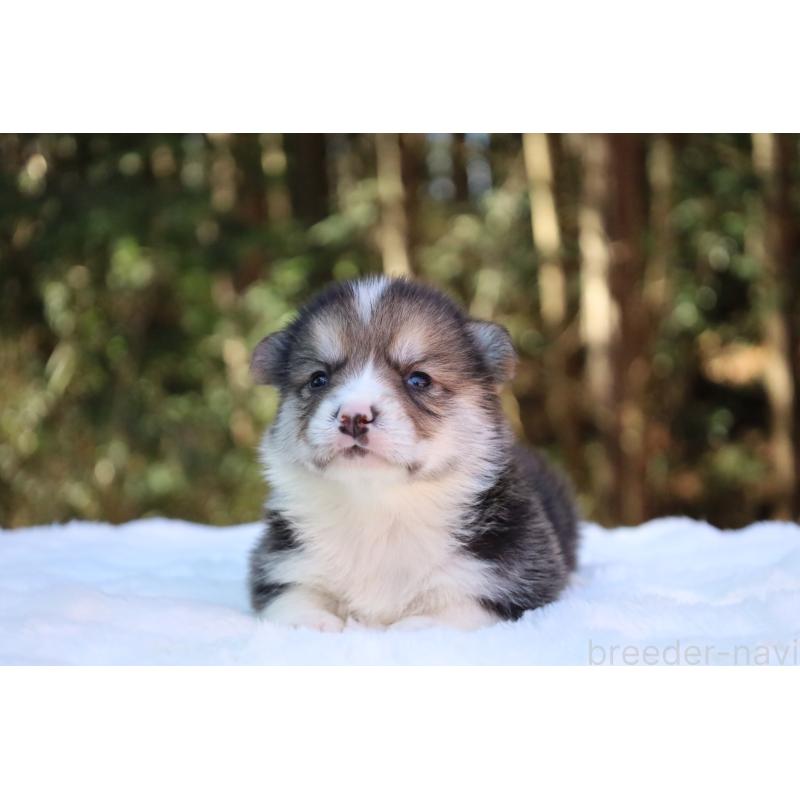 販売中の栃木県のウェルシュコーギーペンブローク-453016の5枚目