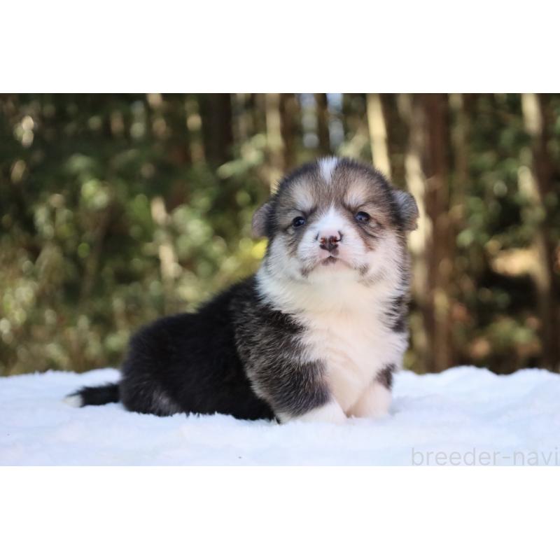 販売中の栃木県のウェルシュコーギーペンブローク-453016の4枚目