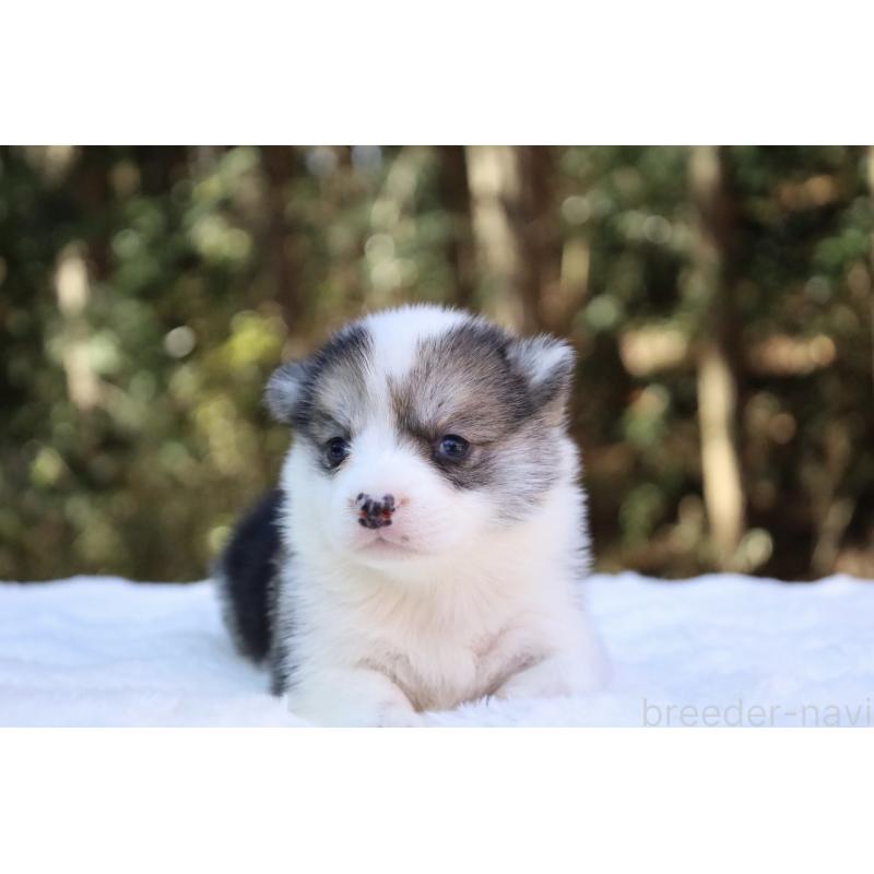 販売中の栃木県のウェルシュコーギーペンブローク-453018の4枚目