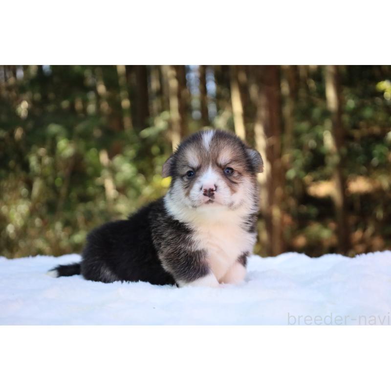 販売中の栃木県のウェルシュコーギーペンブローク-453016の3枚目