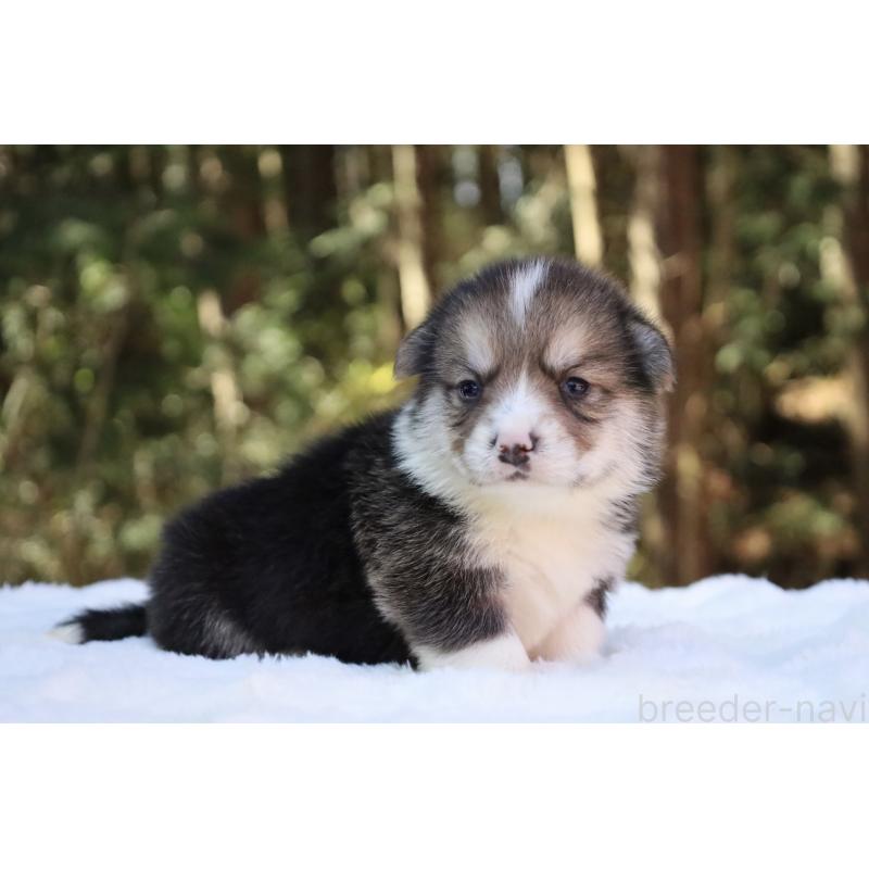 販売中の栃木県のウェルシュコーギーペンブローク-453016の2枚目