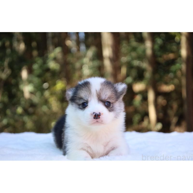 販売中の栃木県のウェルシュコーギーペンブローク-453018の3枚目