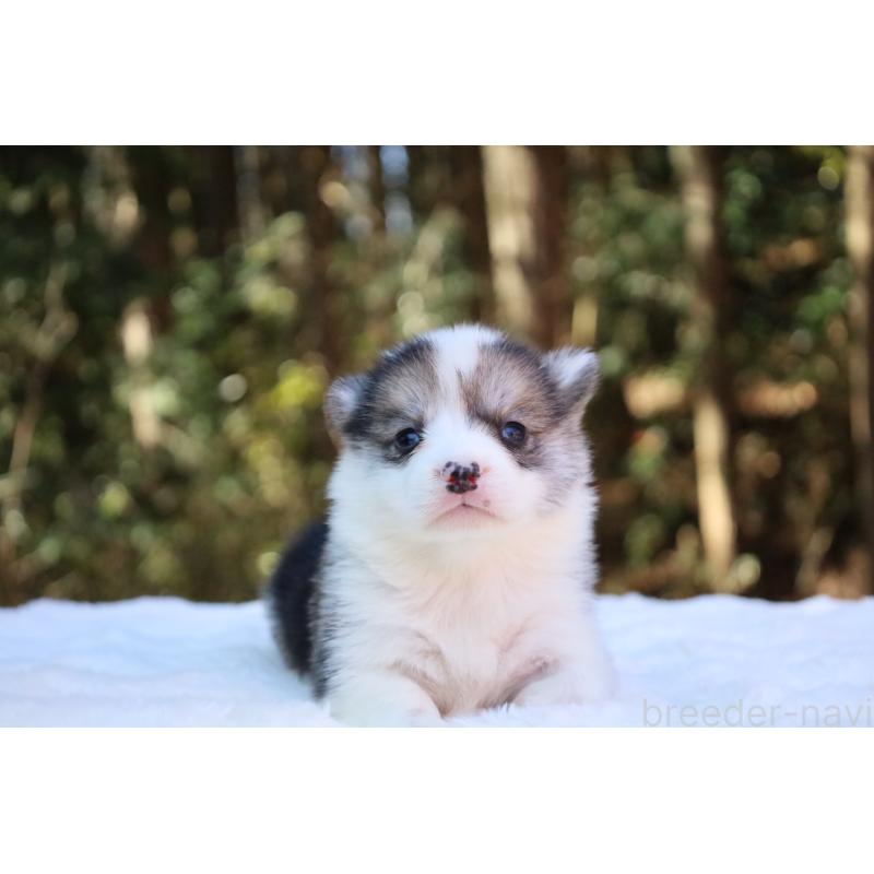 販売中の栃木県のウェルシュコーギーペンブローク-453018の2枚目