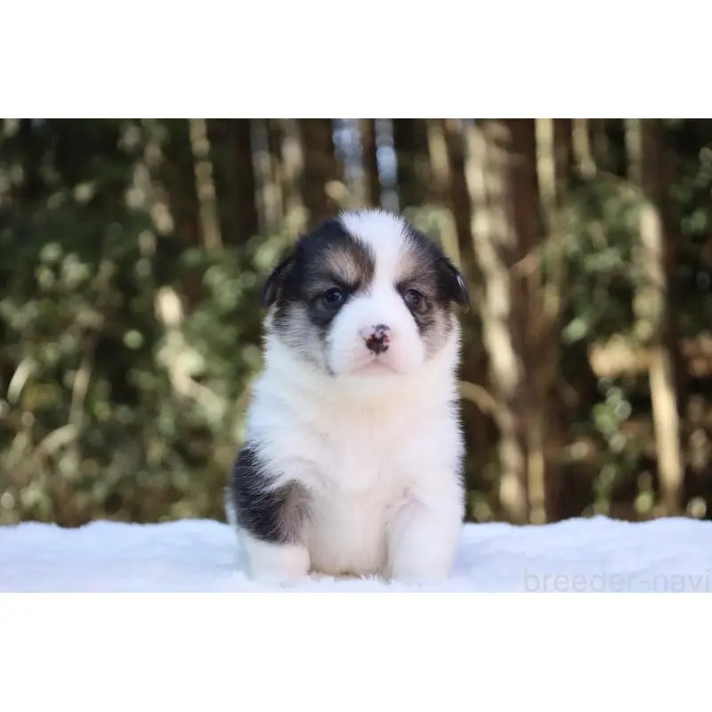 販売中の栃木県のウェルシュコーギーペンブローク-453019の14枚目