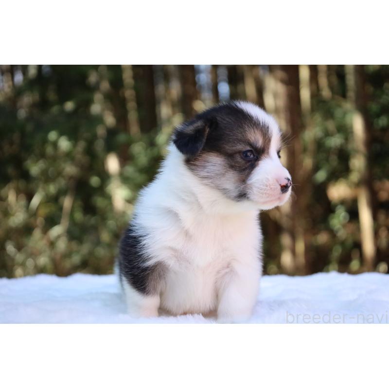 販売中の栃木県のウェルシュコーギーペンブローク-453019の13枚目