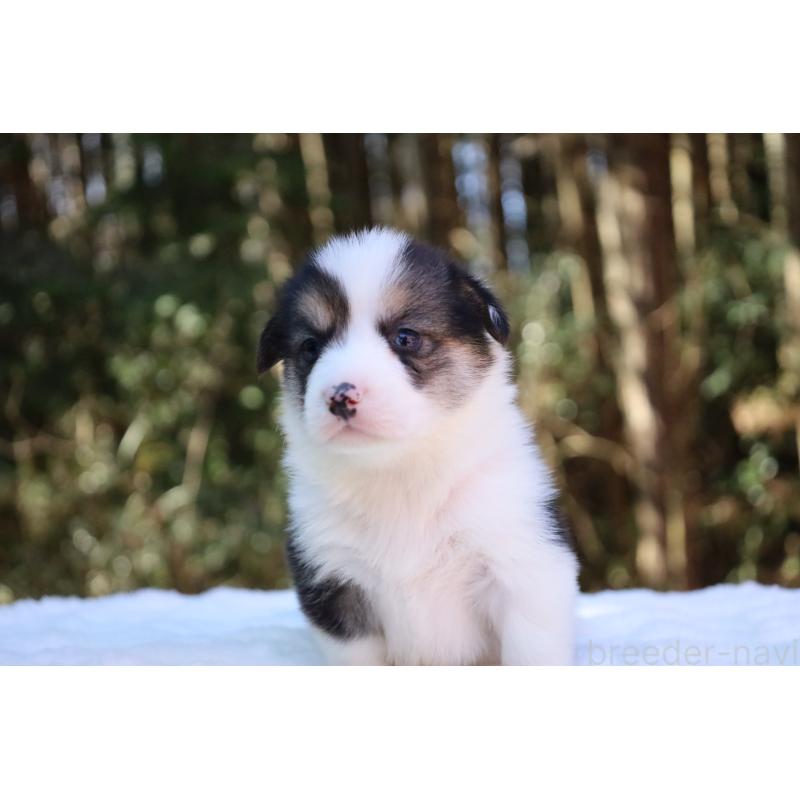 販売中の栃木県のウェルシュコーギーペンブローク-453019の11枚目