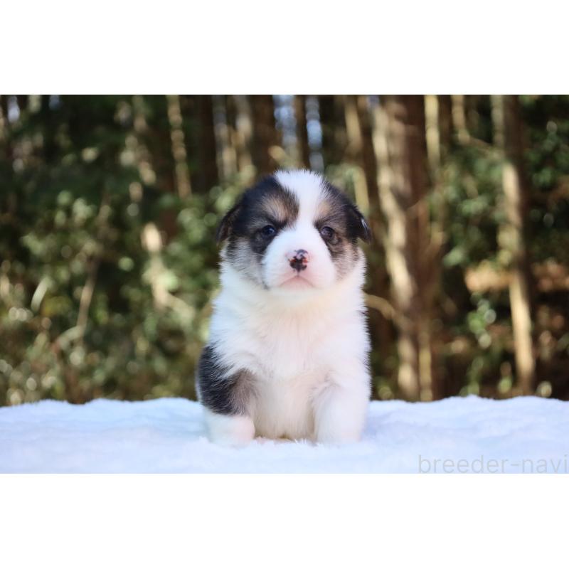 販売中の栃木県のウェルシュコーギーペンブローク-453019の10枚目