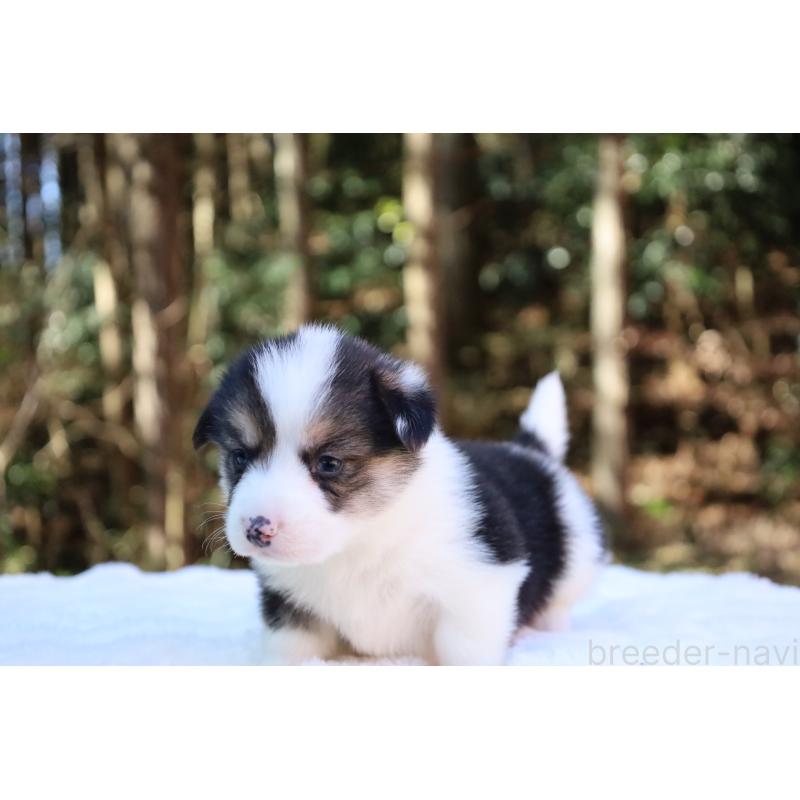 販売中の栃木県のウェルシュコーギーペンブローク-453019の9枚目