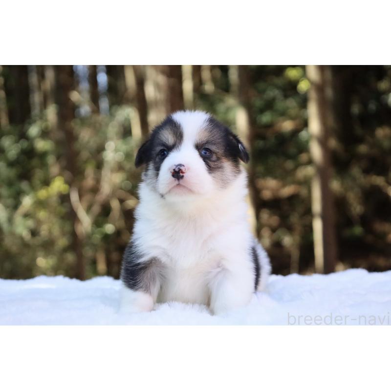 販売中の栃木県のウェルシュコーギーペンブローク-453019の8枚目