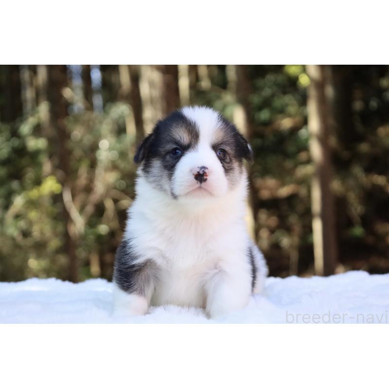 販売中の栃木県のウェルシュコーギーペンブローク-453019の7枚目