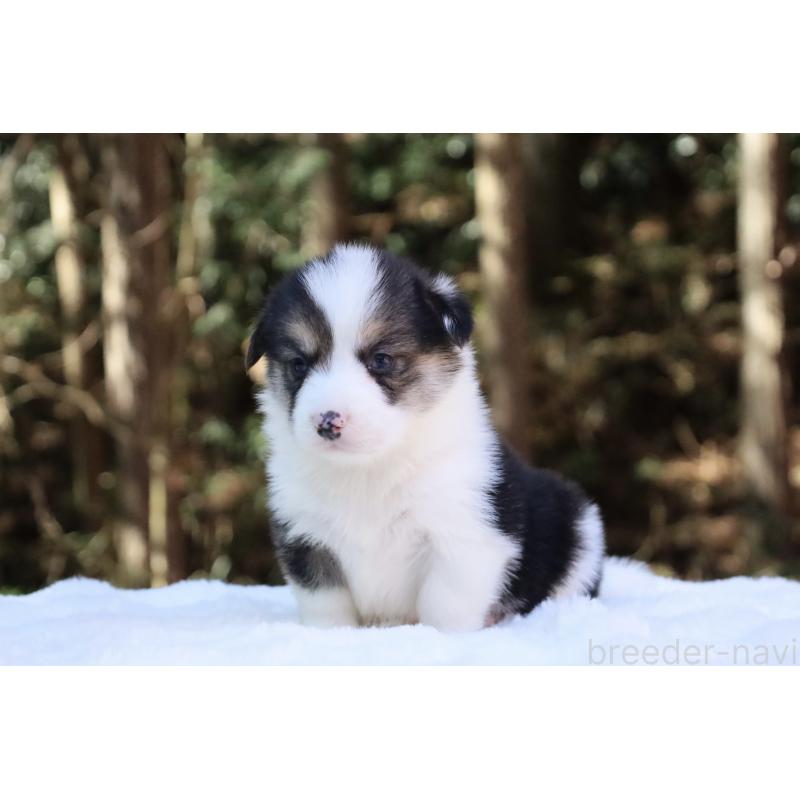 販売中の栃木県のウェルシュコーギーペンブローク-453019の5枚目