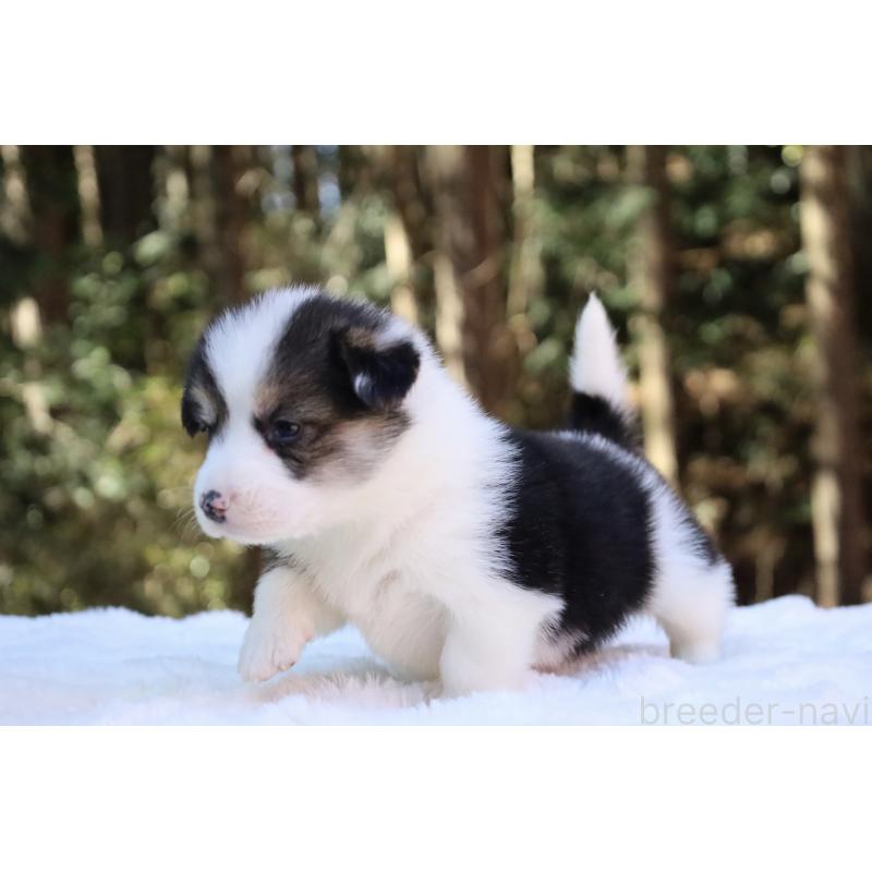 販売中の栃木県のウェルシュコーギーペンブローク-453019の4枚目