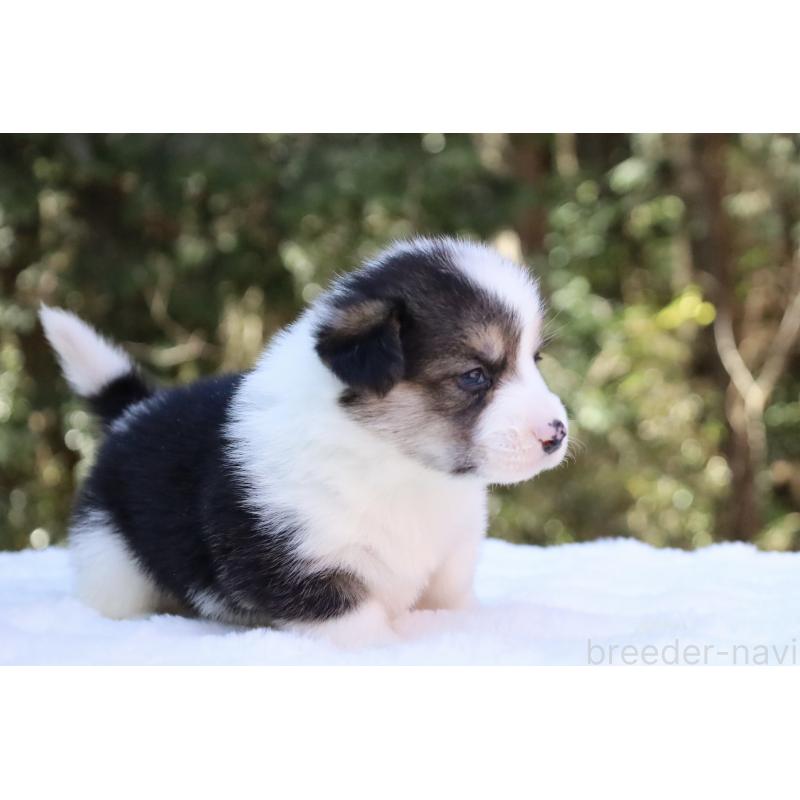 販売中の栃木県のウェルシュコーギーペンブローク-453019の3枚目