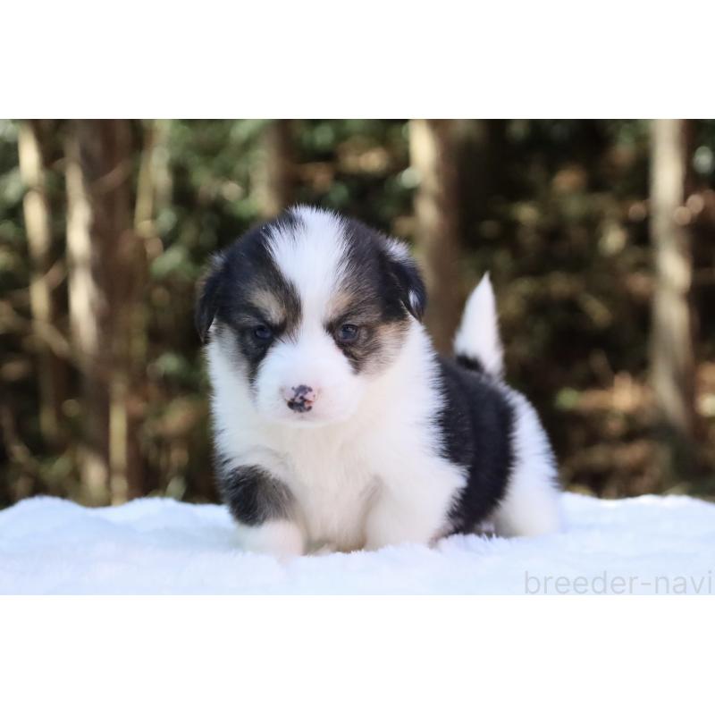 販売中の栃木県のウェルシュコーギーペンブローク-453019の2枚目