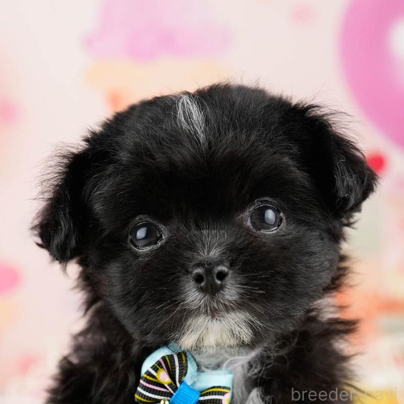 ♀︎ミックス犬