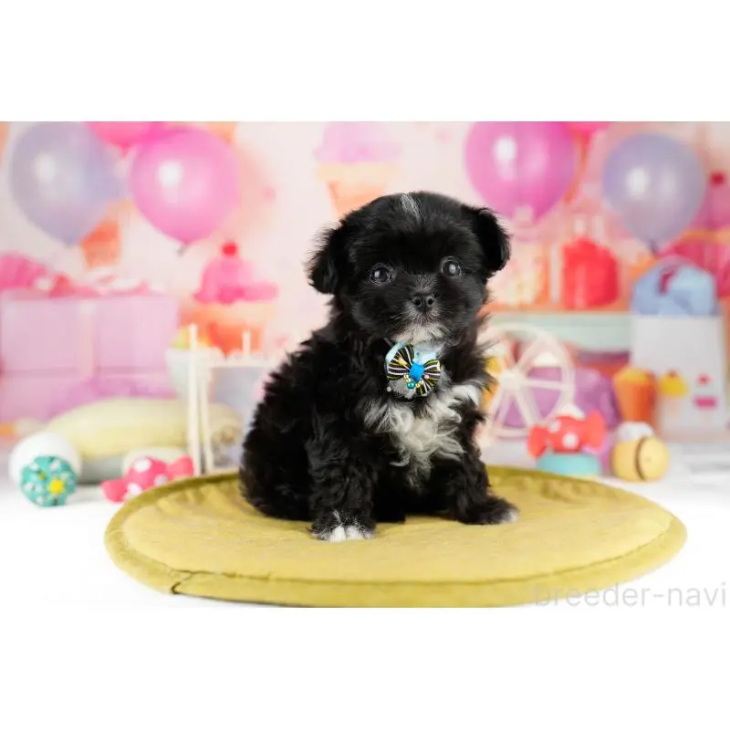 販売中の神奈川県のミックス犬-453021の15枚目