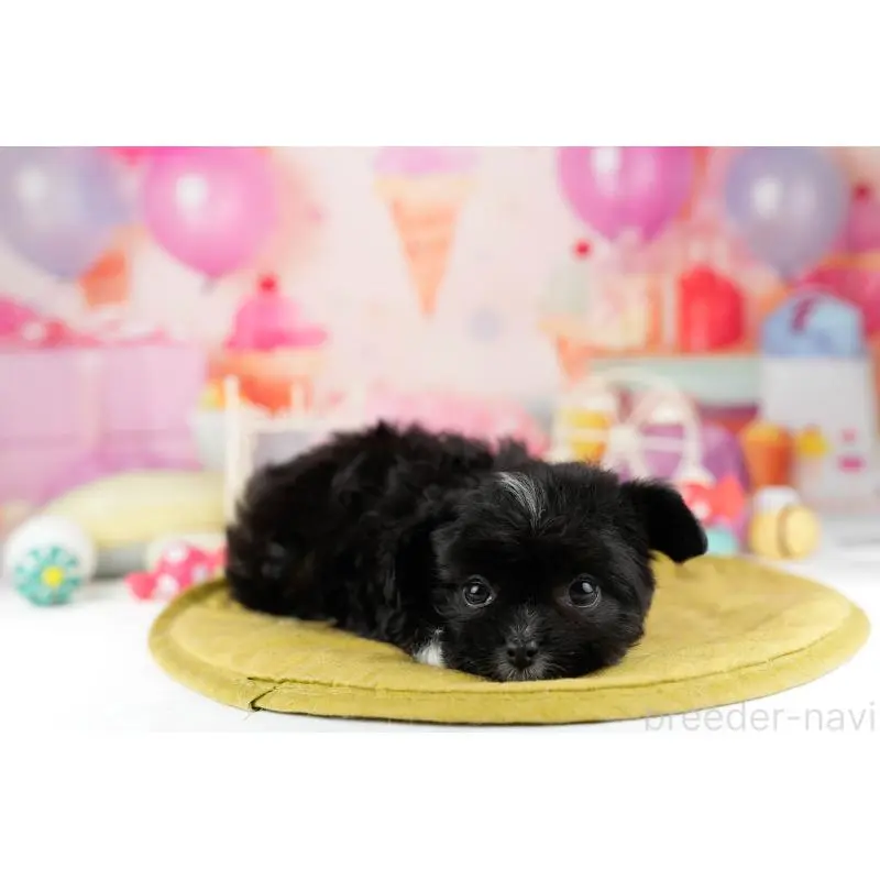 販売中の神奈川県のミックス犬-453021の13枚目