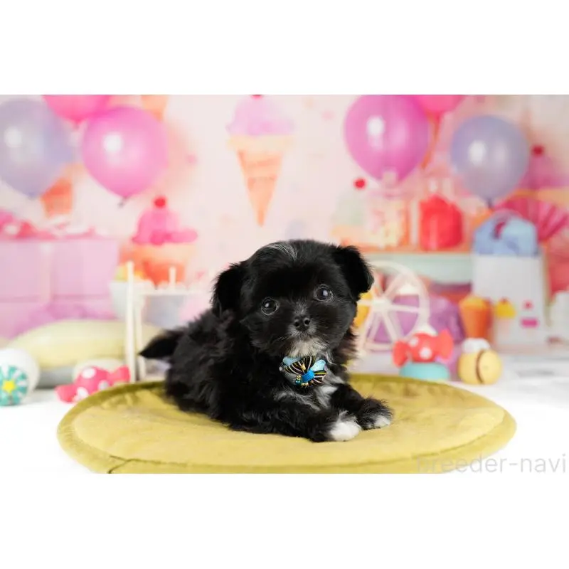 販売中の神奈川県のミックス犬-453021の12枚目