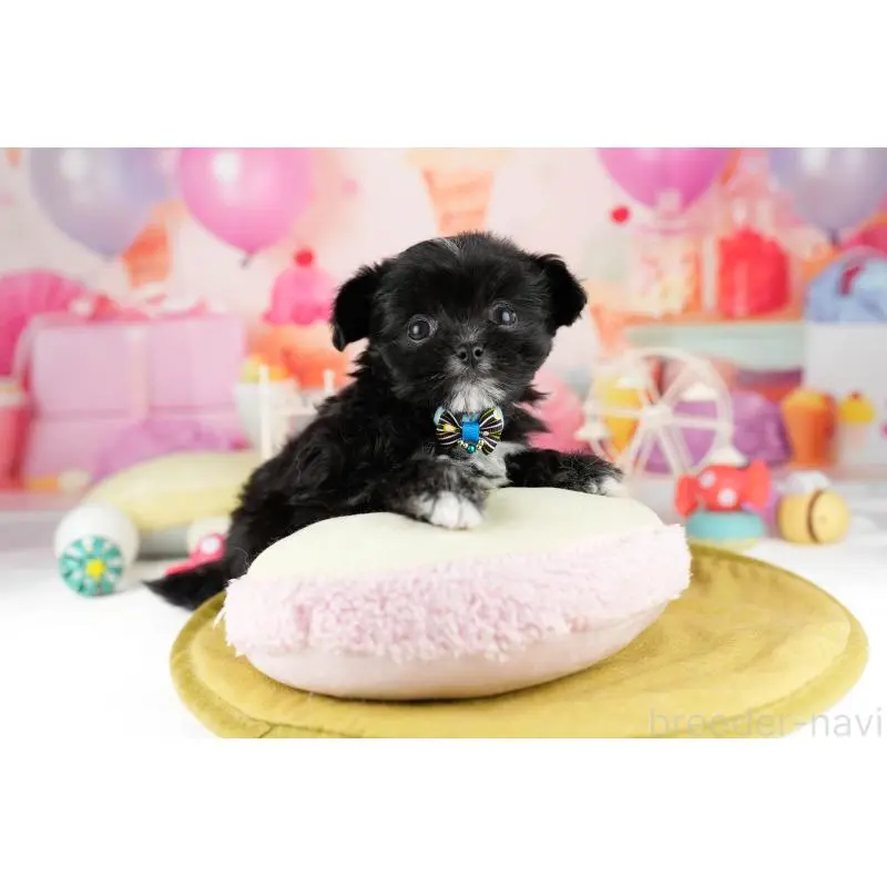 販売中の神奈川県のミックス犬-453021の11枚目