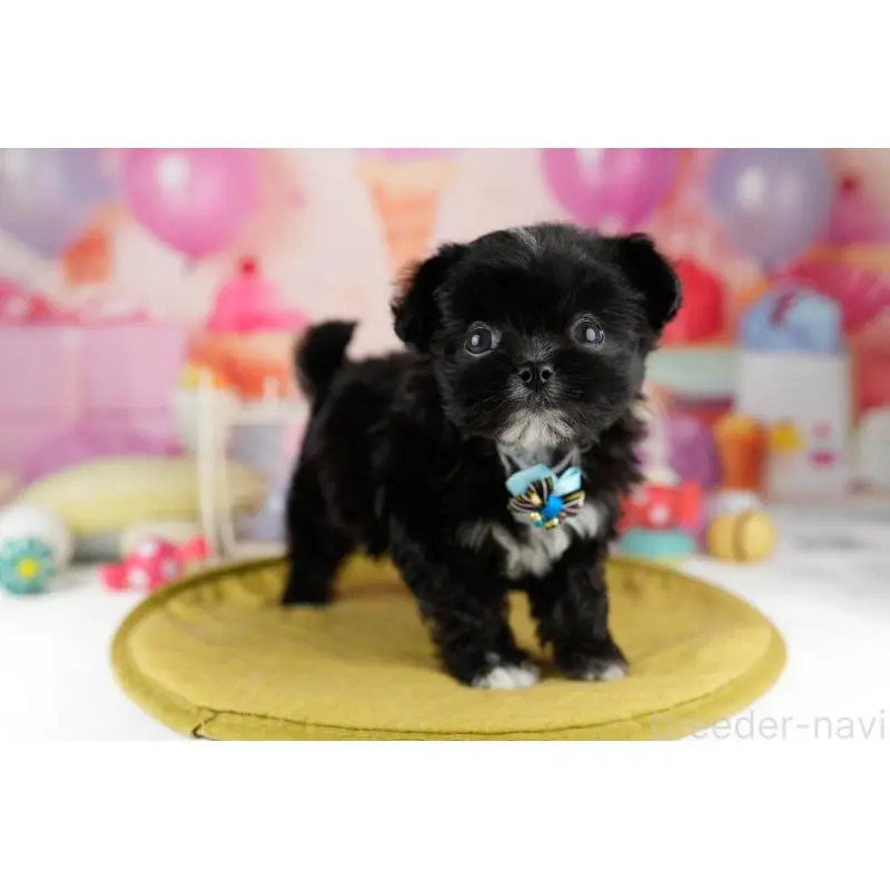 販売中の神奈川県のミックス犬-453021の10枚目