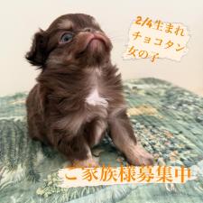 ♀︎チワワ(ロングコート)