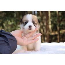 オンライン見学