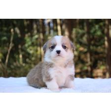 ♀︎ウェルシュコーギーペンブローク