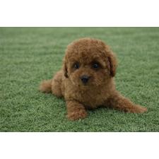 オンライン見学