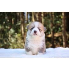 ♀︎ウェルシュコーギーペンブローク