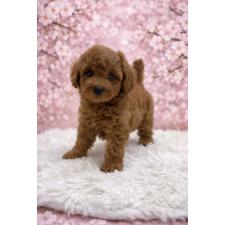 オンライン見学