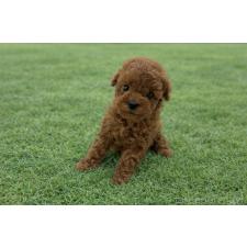 オンライン見学